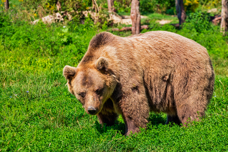 oso
